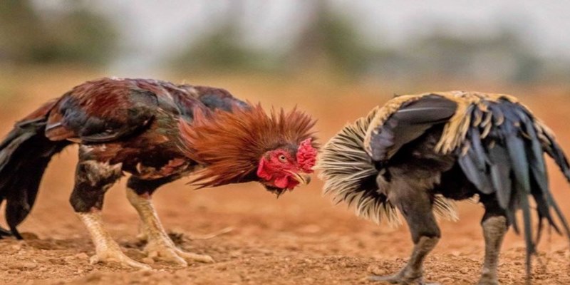 Các chiến lược cá cược đá gà giúp bạn thắng lớn