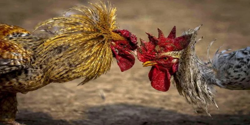 Lưu ý khi áp dụng các chiến lược cá cược đá gà