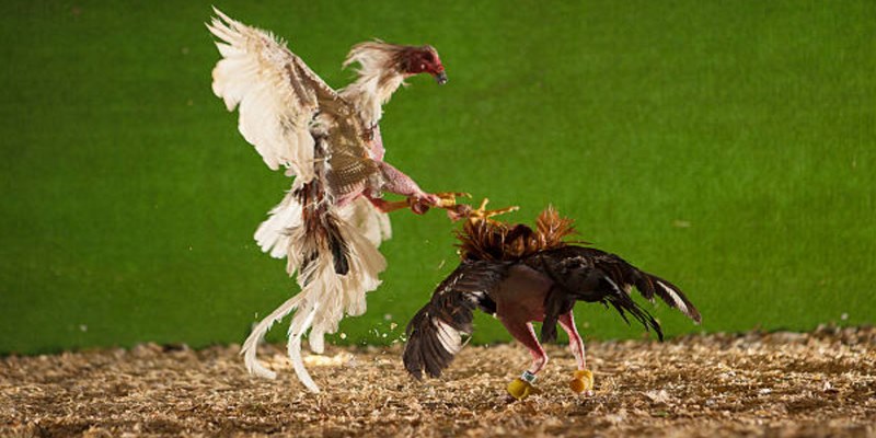 Cá cược đá gà là trò chơi kết hợp giữa kỹ năng chọn gà chiến cùng với sự may mắn