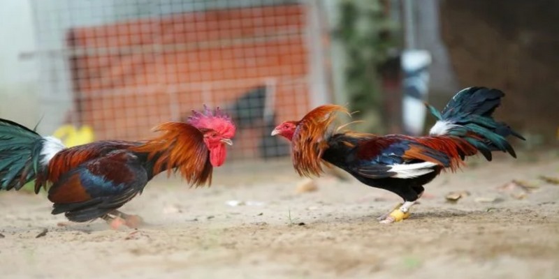 Xu hướng đá gà 58WIN với những điểm nổi bật