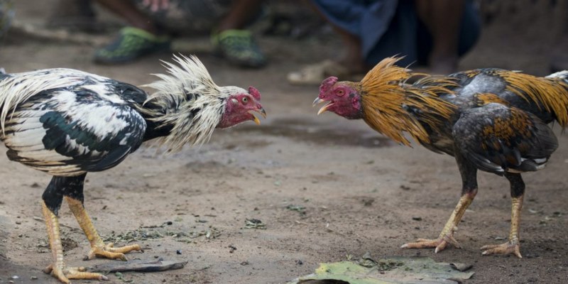 Những trải nghiệm trong xu hướng đá gà 58WIN