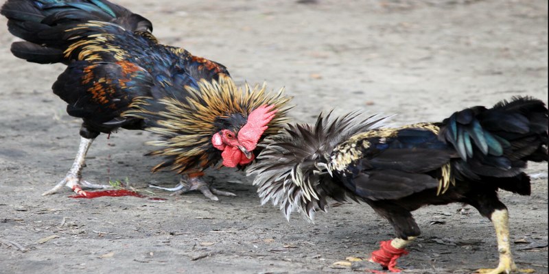 Xu hướng đá gà 58WIN hiện đang mang đến cho người chơi trải nghiệm thú vị